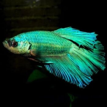 Betta splendens- Siamese Fighting Fish Green Betta L