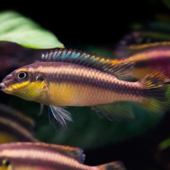 Pelvicachromis pulcher 'Ndonga' 3.5cm