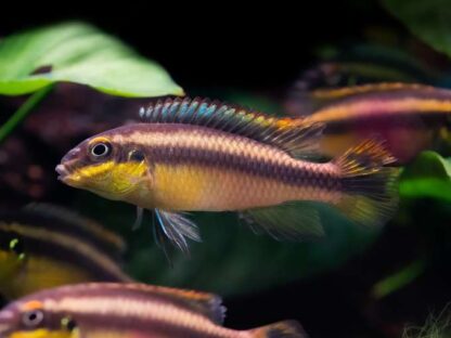 Pelvicachromis pulcher 'Ndonga' 3.5cm