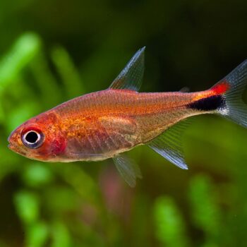 Axelrodia riesei - Ruby Tetra M