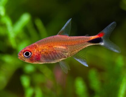 Axelrodia riesei - Ruby Tetra M