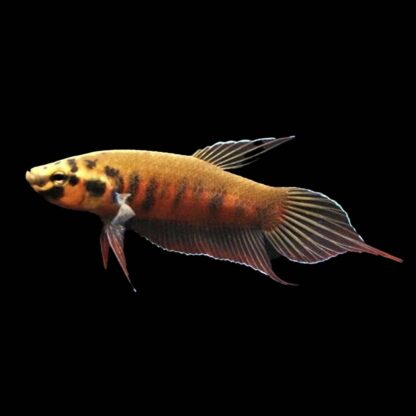 Betta rubra- Toba Betta Pair 4 cm