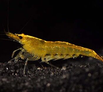 Neocaridina heteropoda- Yellow Gold Shrimp