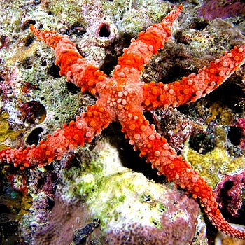 Gomophia egeriae- Spiny Starfish