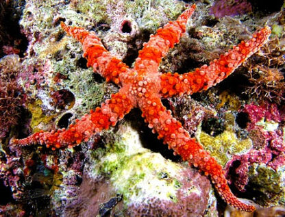 Gomophia egeriae- Spiny Starfish