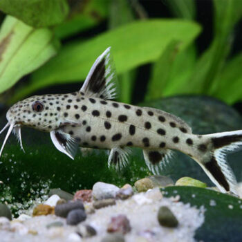 Synodontis petricola - Dwarf Lake Synodontis 4-5cm
