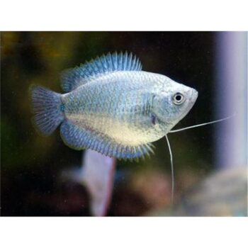 Colisa lalia - Cobalt Colisa (Female)