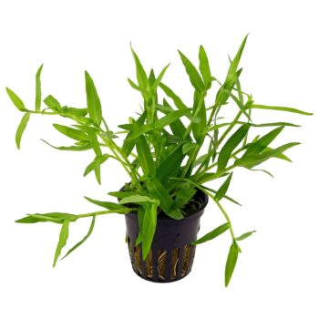 TROPICA Murdannia keisak potted