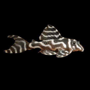 Hypancistrus sp. L173b- False Zebra Pleco 3cm