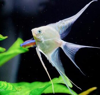 Pterophyllum Scalare- Veiltail Platinum Angelfish 3.5cm