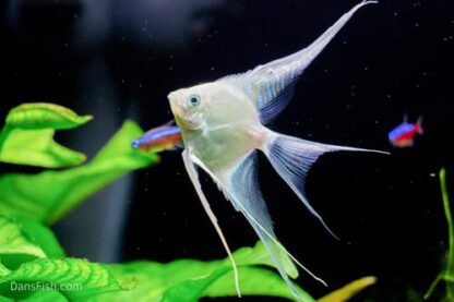 Pterophyllum Scalare- Veiltail Platinum Angelfish 3.5cm