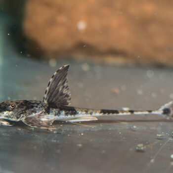 Loricaria simillima - Zweepstaart Simillima M