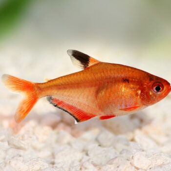 Hyphessobrycon Eques - Hi-Fin Serpae Tetra
