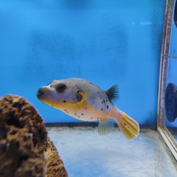 Arothron nigropunctatus  - Yellow Belly Puffer