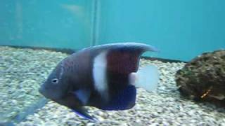 Pomacanthus maculosus - Whitebar Angelfish