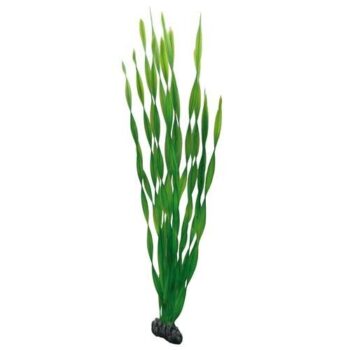 Hobby vallisneria 60cm