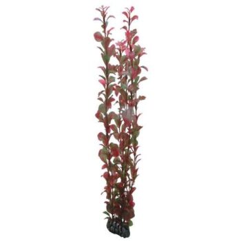 Hobby ludwigia 60cm