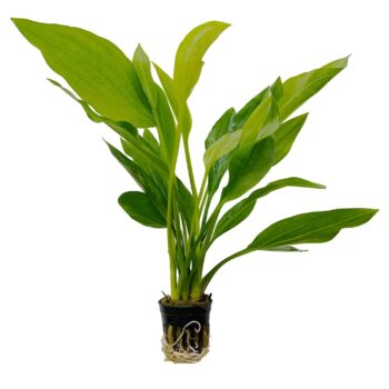 S.I Echinodorus Argentinensis MP