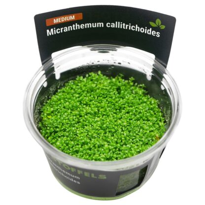 Stoffels Micranthemum callitrichoides in-vitro