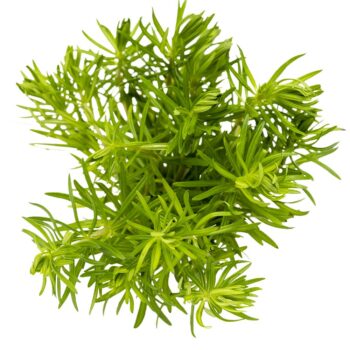 Stoffels Pogostemon erectus ( deccanensis )