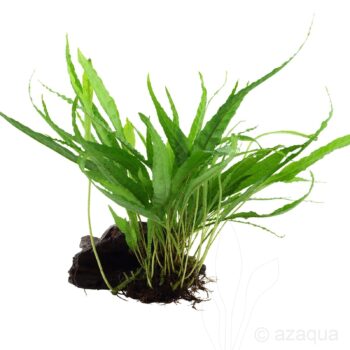 Tropica Microsorum Pteropus On Wood S
