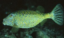 Ostrcion sp. - Yellow Boxfish M