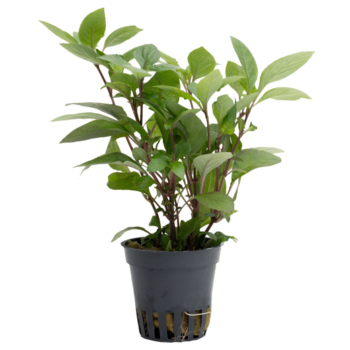 Stoffels Hygrophila corymbosa 'Nomaphila'
