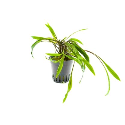 Stoffels Cryptocoryne spiralis Red