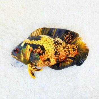 Green Pleco Oscar small yellow fish plush