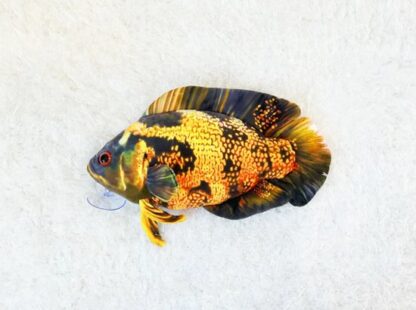 Green Pleco Oscar small yellow fish plush