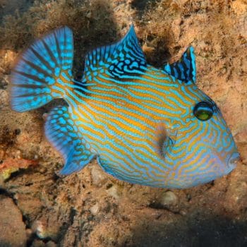 Pseudobalistes fuscus S - Blue Triggerfish