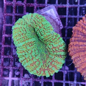 Lobophyllia A79 (50377)