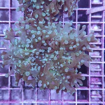 Euphyllia paradivisa N48