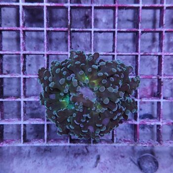 Euphyllia paradivisa A580