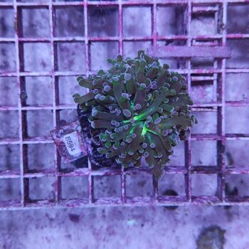 Euphyllia paradivisa B594