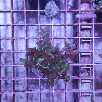 Euphyllia paradivisa A515