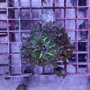 Euphyllia paradivisa A590