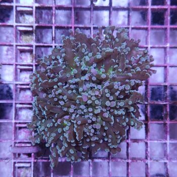 Euphyllia paradivisa 40