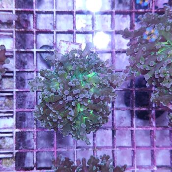 Euphyllia paradivisa N85