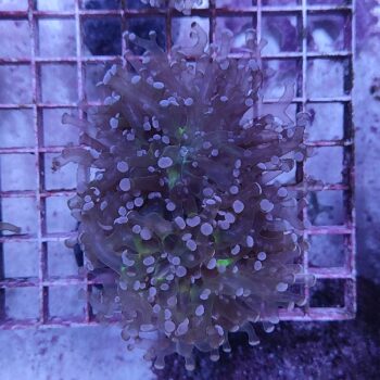 Euphyllia paradivisa D86