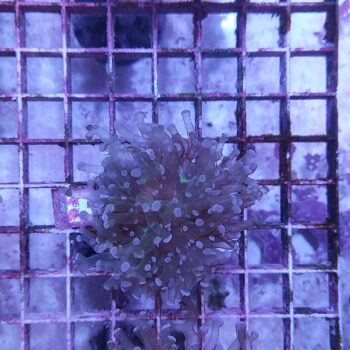 Euphyllia paradivisa A524