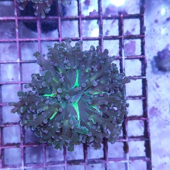 Euphyllia paradivisa E53