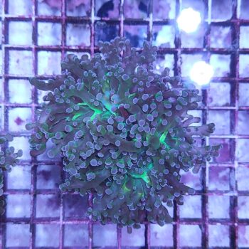 Euphyllia paradivisa M29