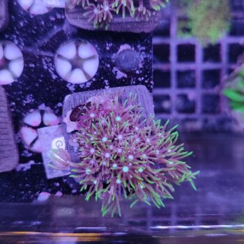 Star polyps G100