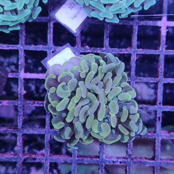 Euphyllia paraancora N22