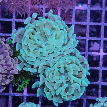 Euphyllia paraancora D71