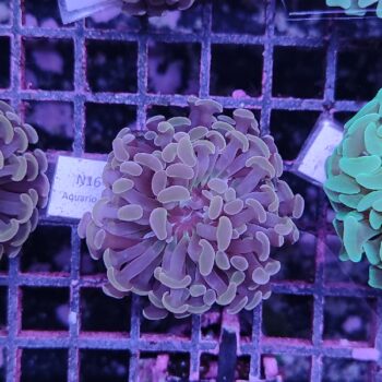 Euphyllia paraancora N16