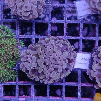 Euphyllia paraancora G64