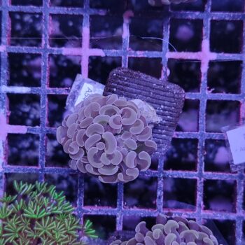 Euphyllia paraancora A545