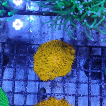 Fungia metallic orange (47274)